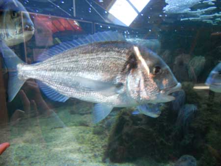 DSCN0979
